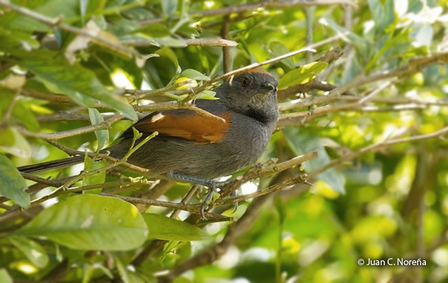 slaty_spinetail
