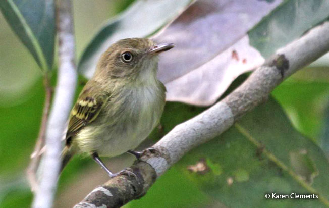 snethlage's_tody-tyrant