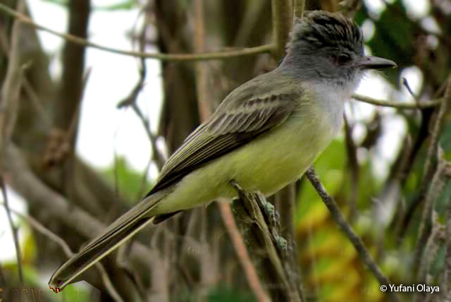 sooty-crowned_flycatcher
