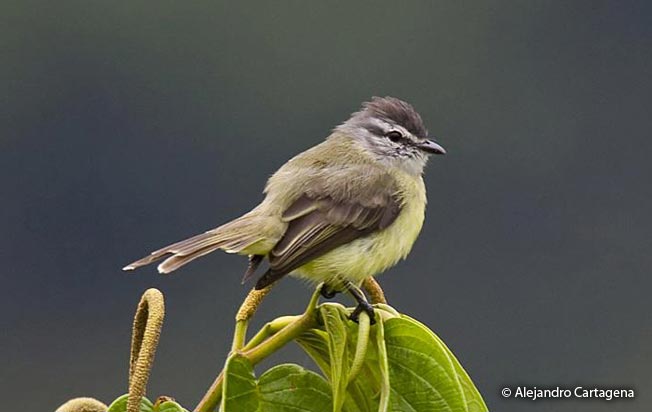 sooty-headed_tyrannulet
