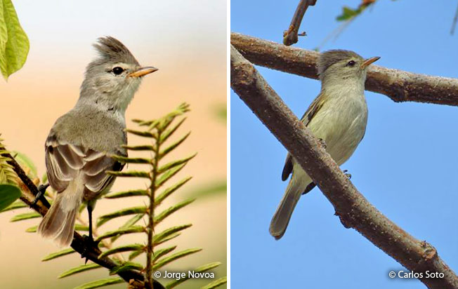 southern-beardless_tyrannulet