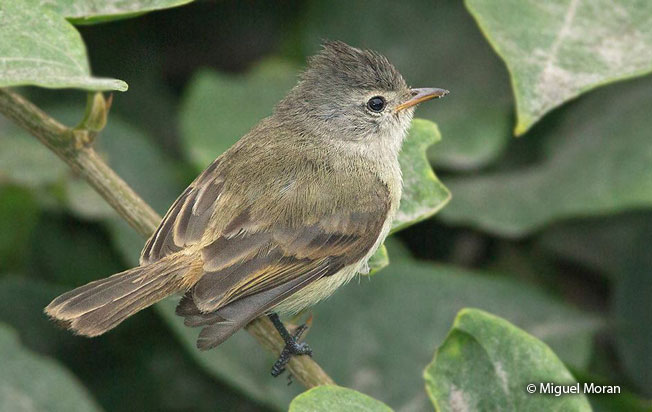 southern-beardless_tyrannulet