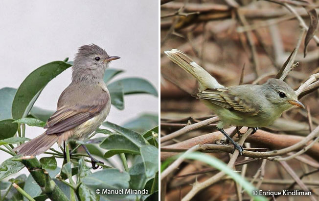 southern-beardless_tyrannulet