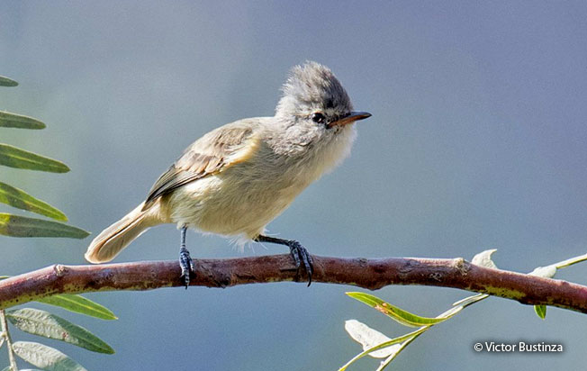 southern-beardless_tyrannulet