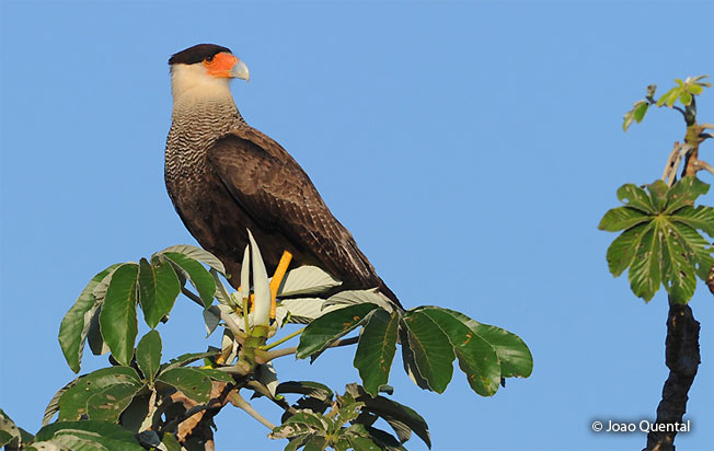 southern_caracara