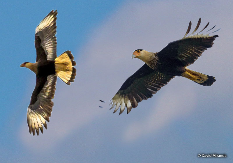 southern_caracara