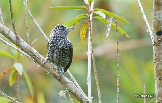 speckle-chested-piculet