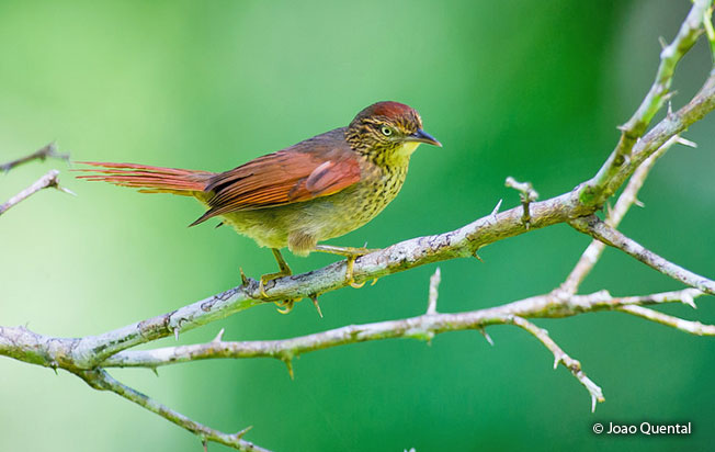 speckled_spinetail