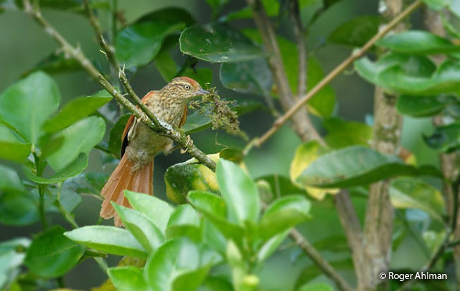 speckled_spinetail