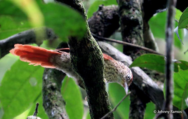 speckled_spinetail