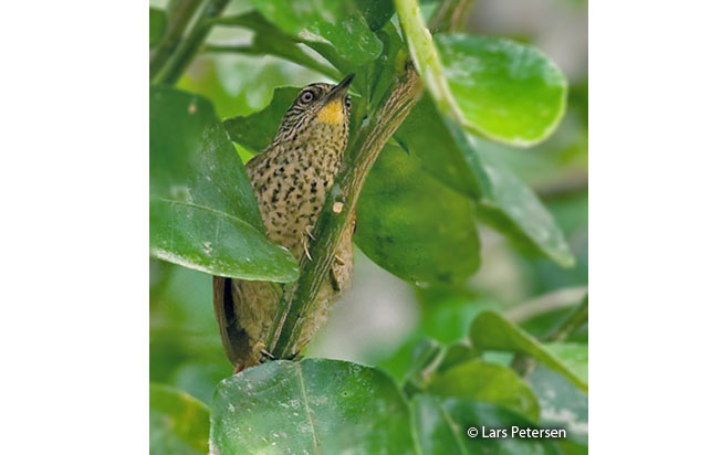 speckled_spinetail