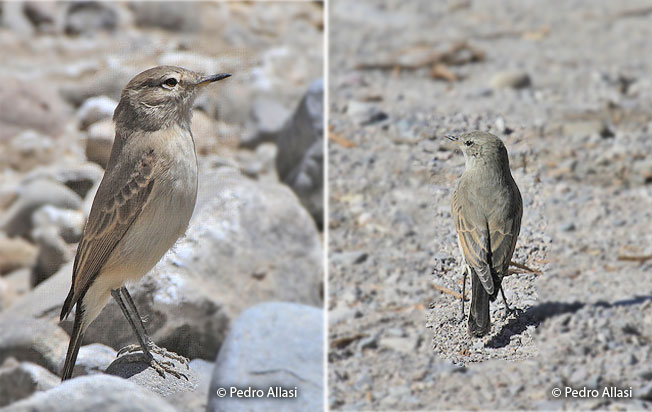 spot-billed_ground-tyrant