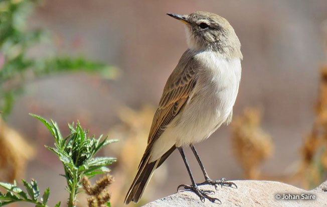 spot-billed_ground-tyrant