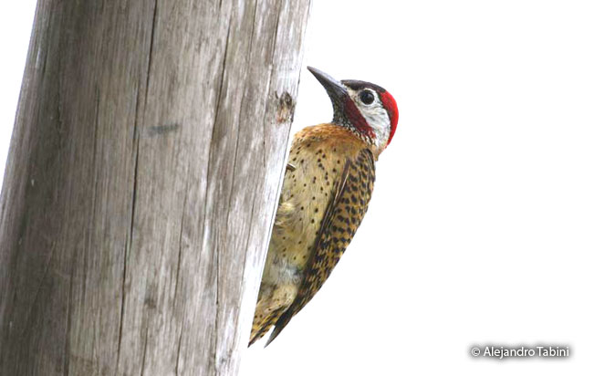spot-breasted_woodpecker