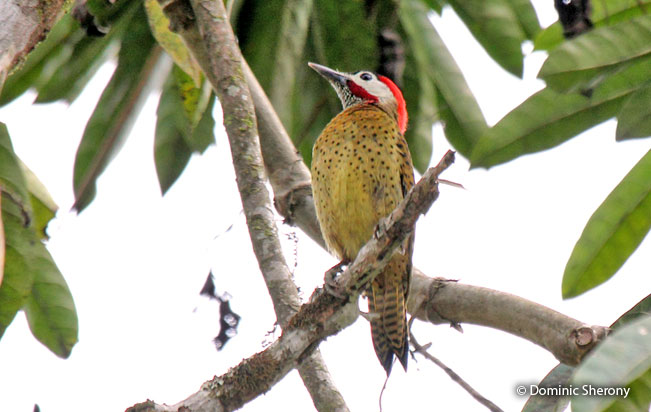 spot-breasted_woodpecker