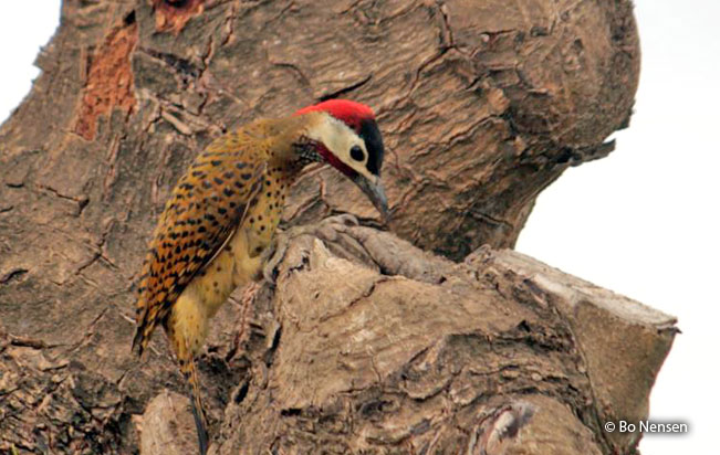 spot-breasted_woodpecker