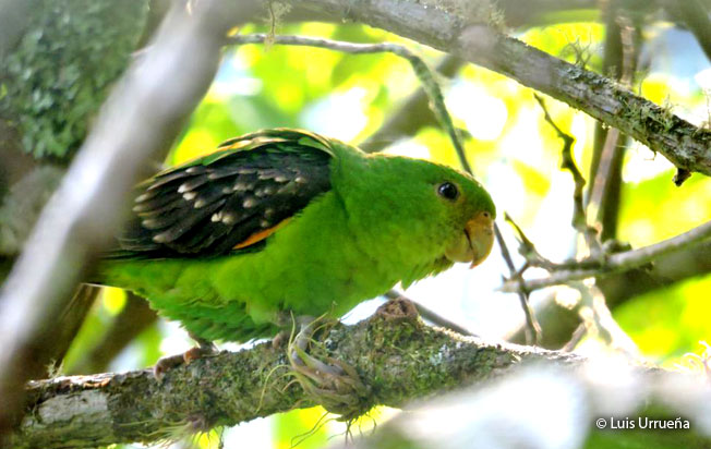 spot-winged_parrotlet