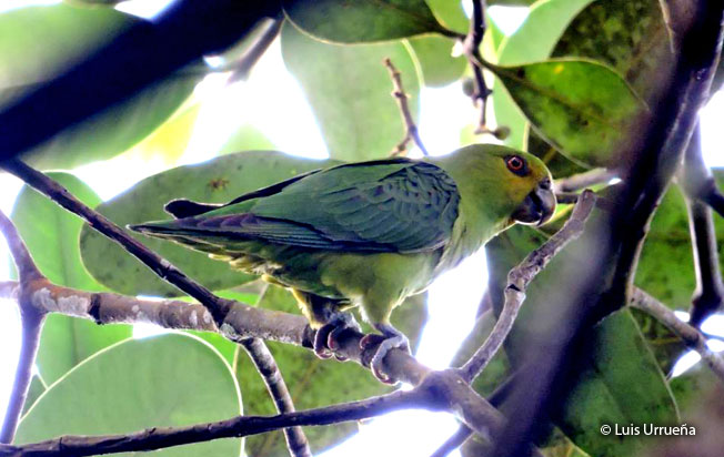 spot-winged_parrotlet