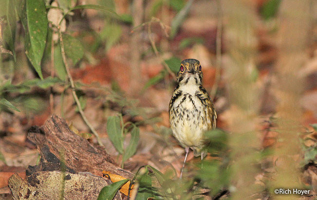 spotted_antpitta