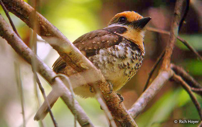 spotted_puffbird