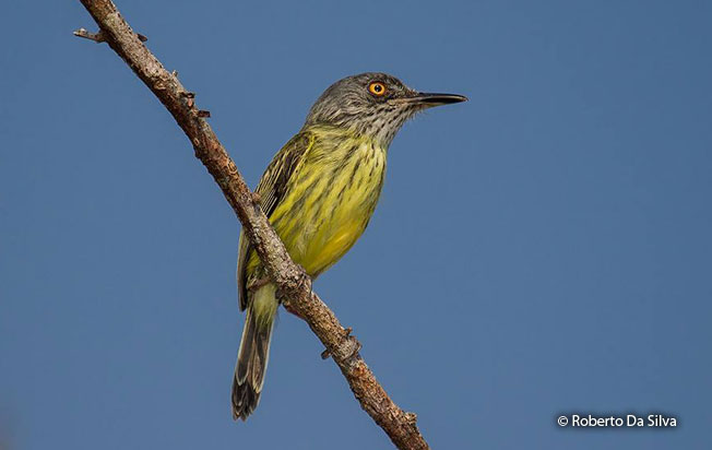 spotted_trody-flycatcher