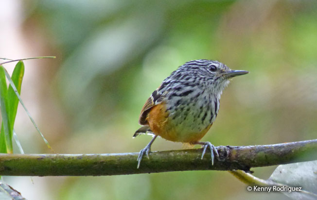sreak-headed_antbird