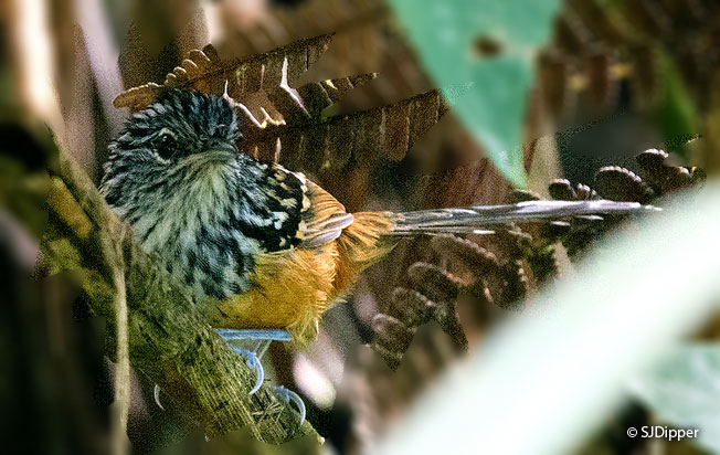 sreak-headed_antbird