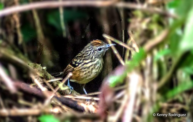 streak-headed_antbird