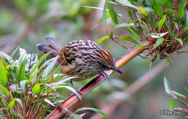 sreak-headed_antbird