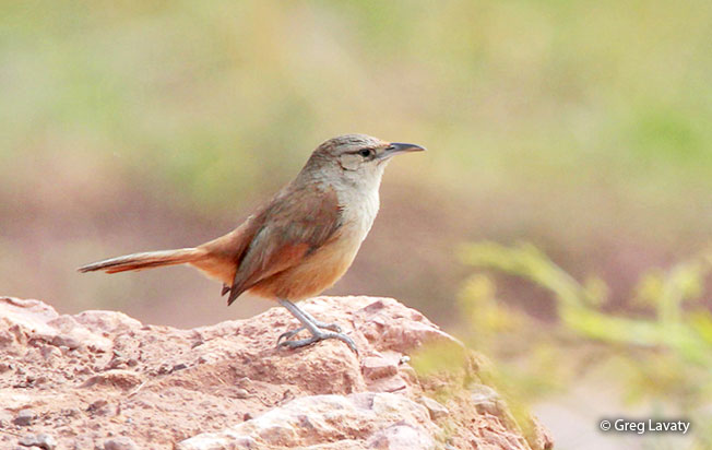 streak-fronted_thornbird