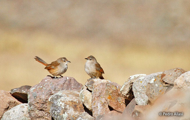streak-fronted_thornbird