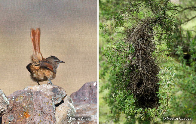 streak-fronted_thornbird