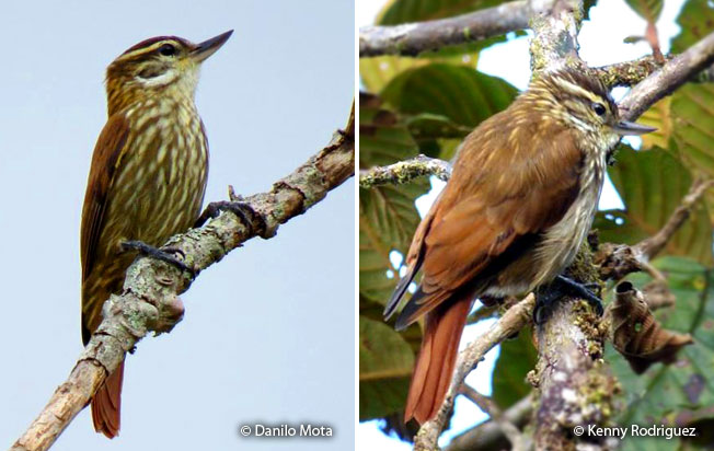streaked-xenops