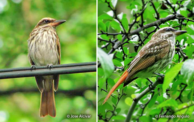 streaked_flycatcher