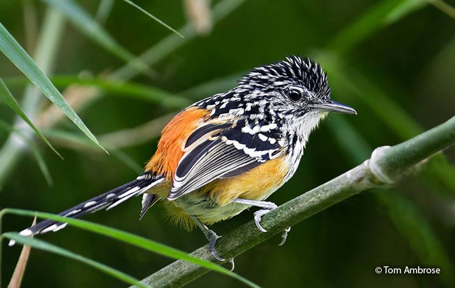 striated_antbird