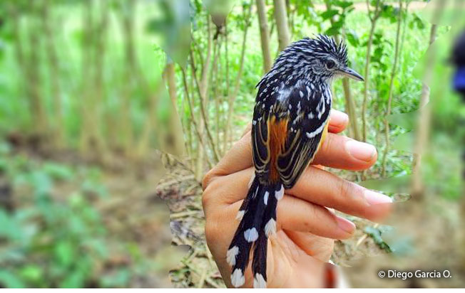striated_antbird