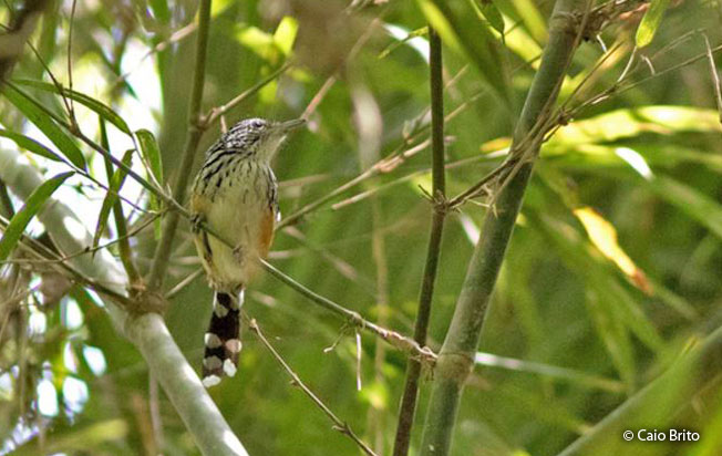 striated_antbird