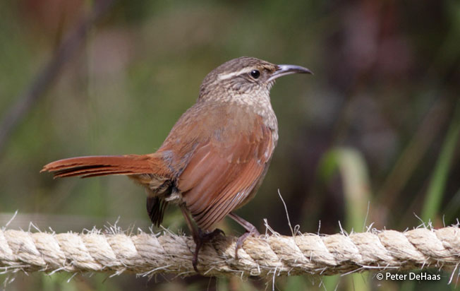 striated_earthcreeper