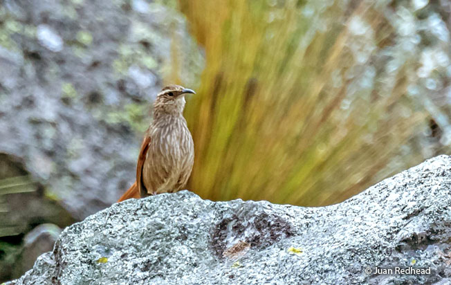 striated_earthcreeper