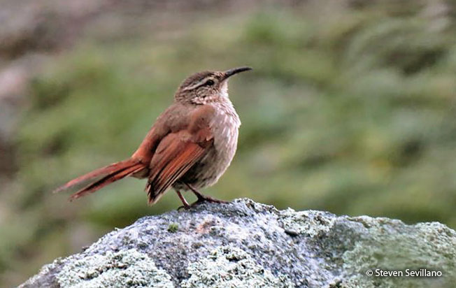 striated_earthcreeper