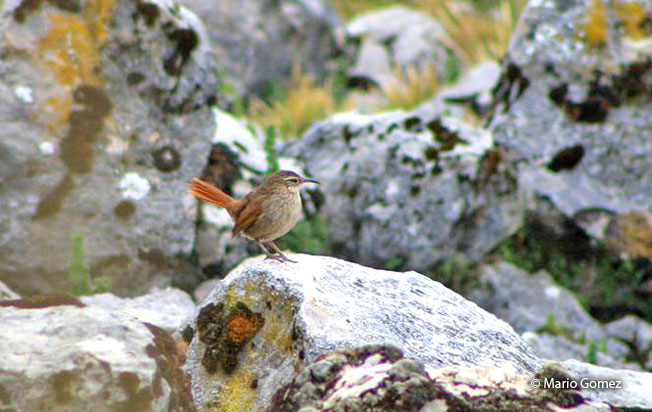 striated_earthcreeper