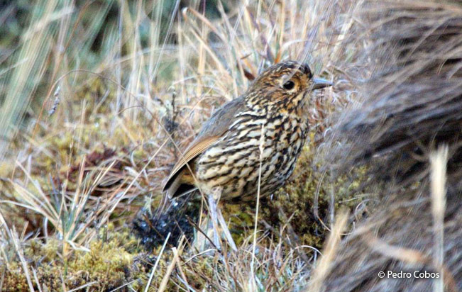stripe-headed_antpitta