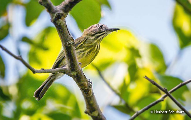 stripe-necked_tody-tyrant