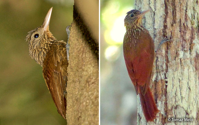 striped_woodcreeper