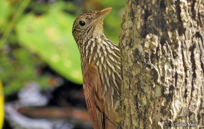 striped_woodcreeper
