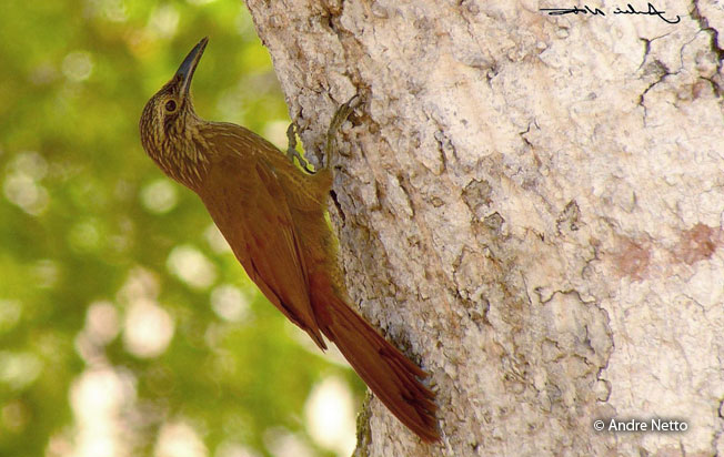 strong-billed_woodcreeper
