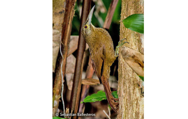 strong-billed_woodcreeper