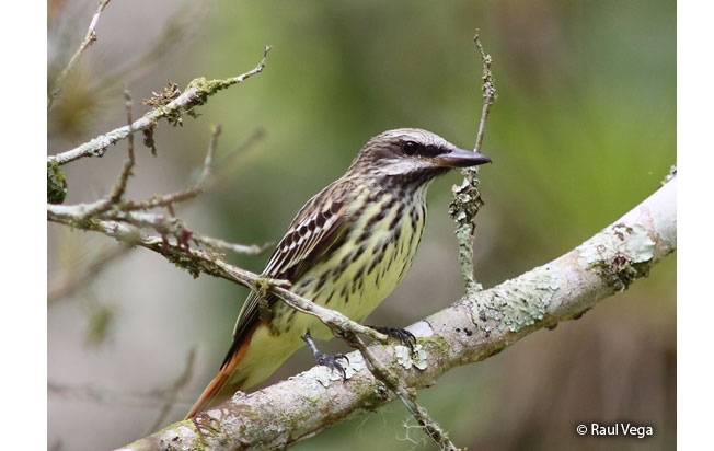 sulphur-bellied_flycatcher