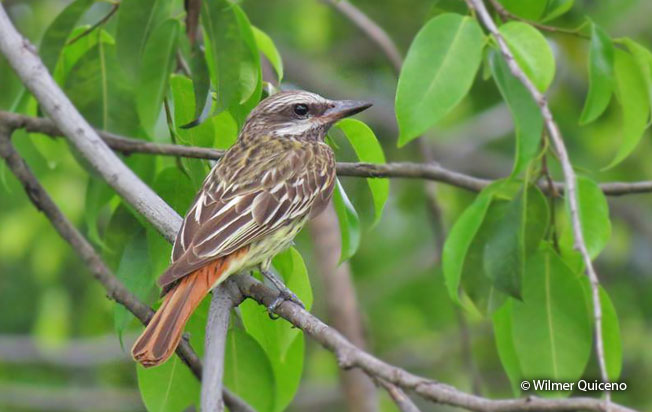 sulphur-bellied_flycatcher