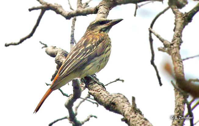 sulphur-bellied_flycatcher